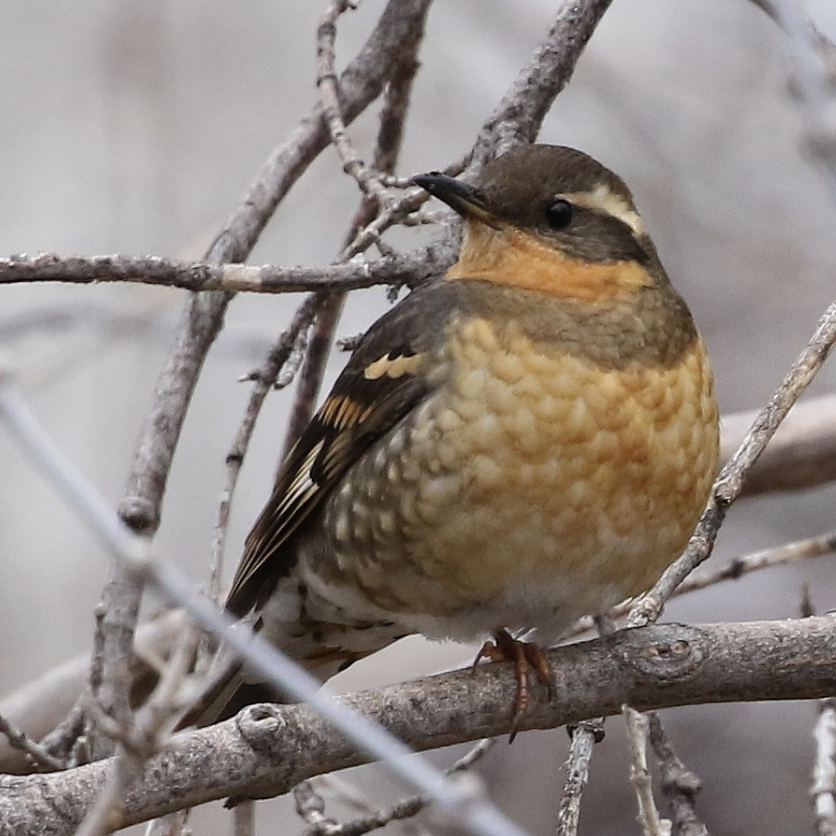 Varied Thrush © Mark Chavez / Macaulay Library